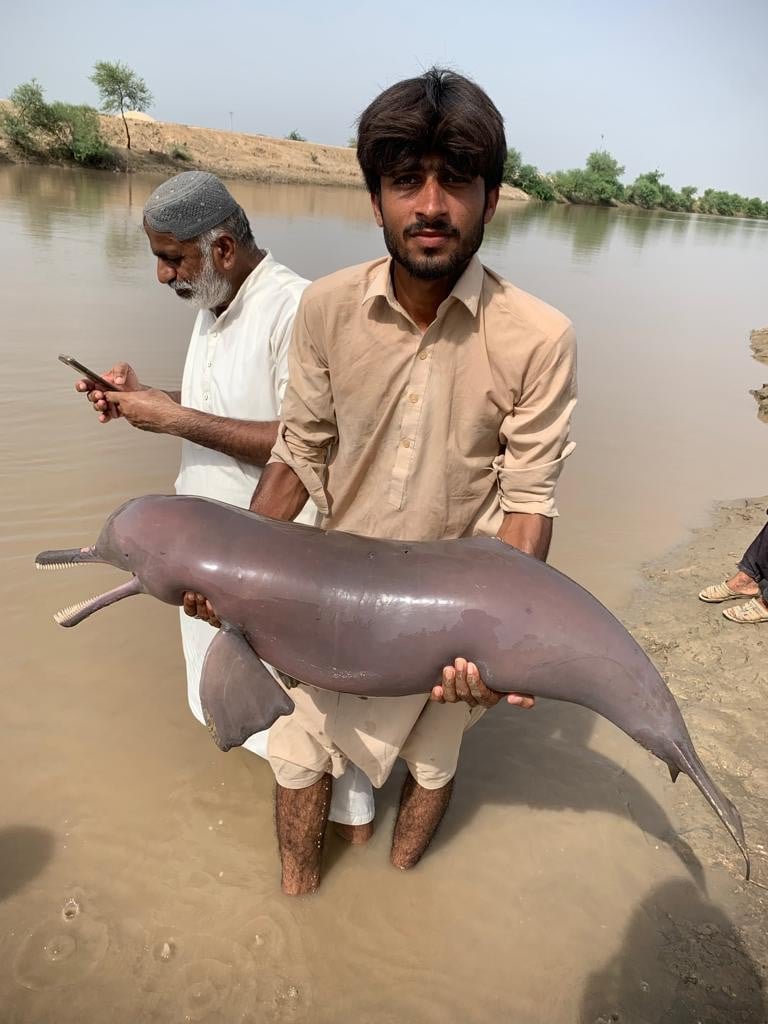 Villagers in Balochistan fatally shoot Indus River dolphin