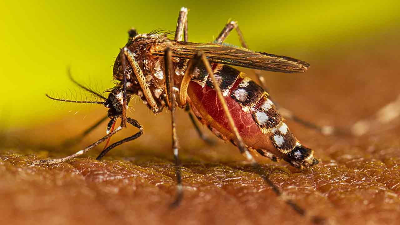 Mosquito-Borne Epidemics on the Rise: Impact of Global Warming