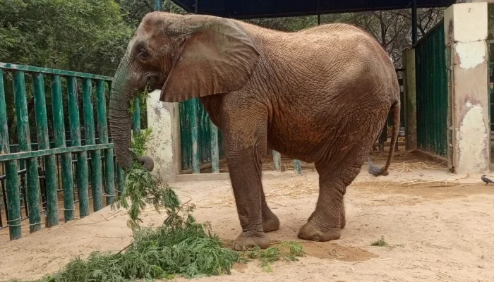Madhubala Elephant Falls Ill in Karachi