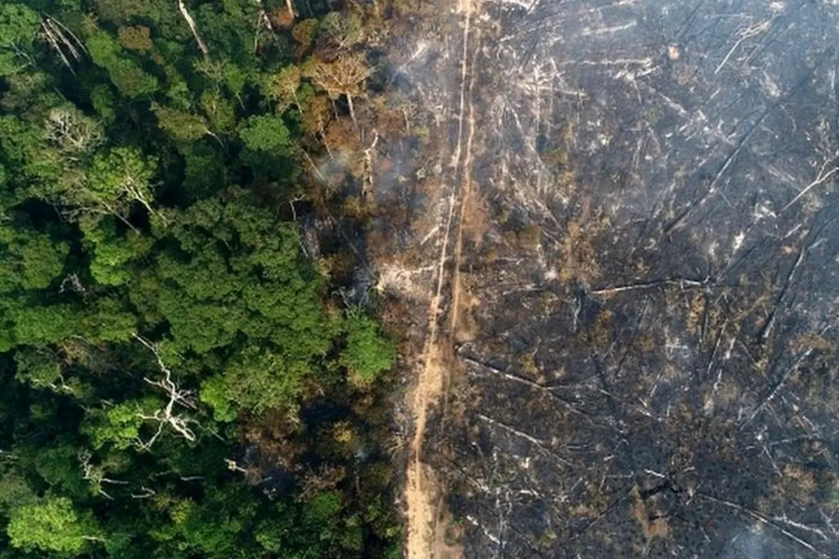 Amazon deforestation decline